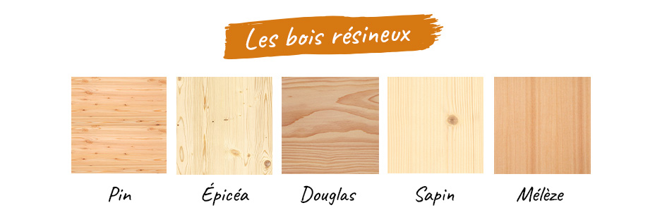 Essence de bois résineux